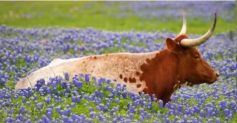 Long Horn Bull in the TEXAS Farm