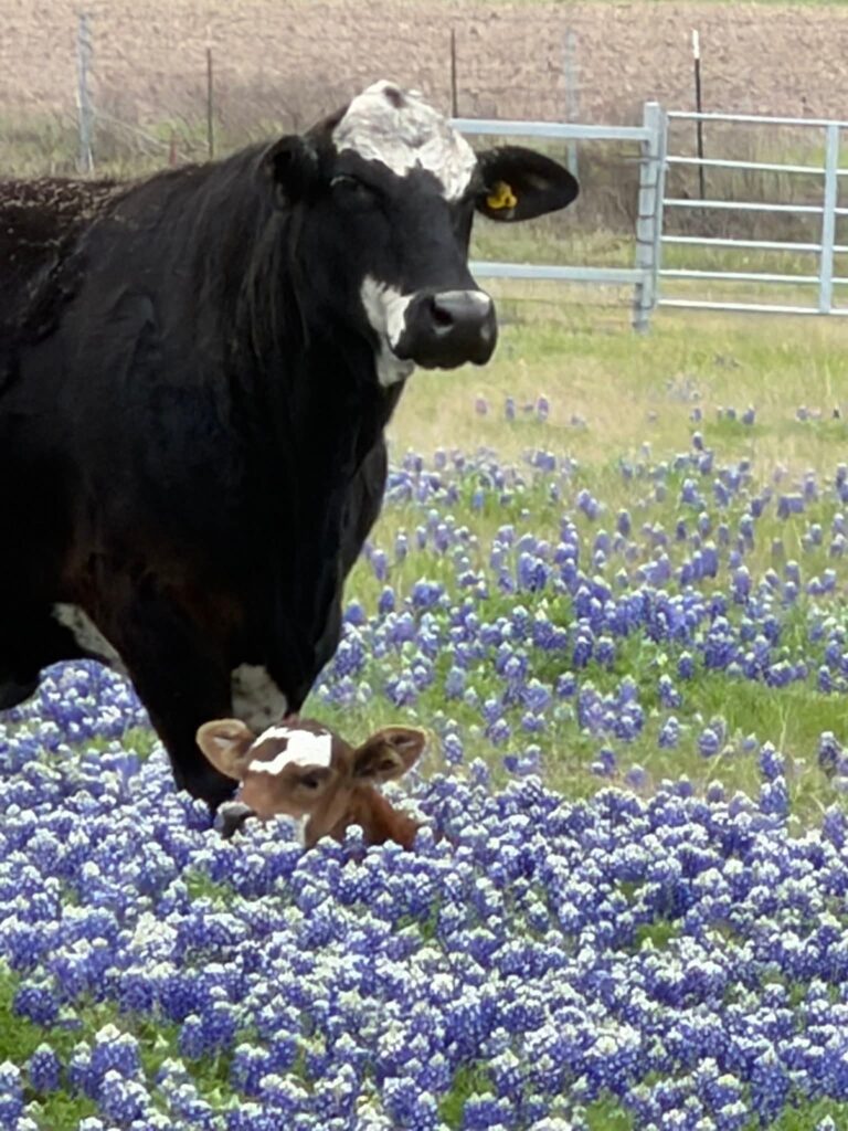 Mamma and baby calf in fileld of bluebonnets