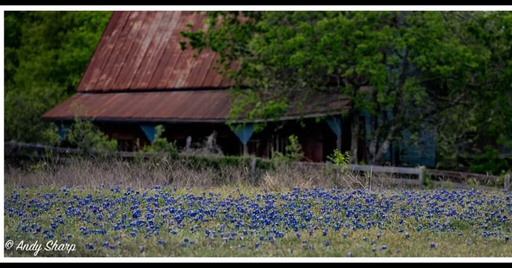 Barn with bluebonnets